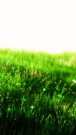 green grass field with yellow and white flowers