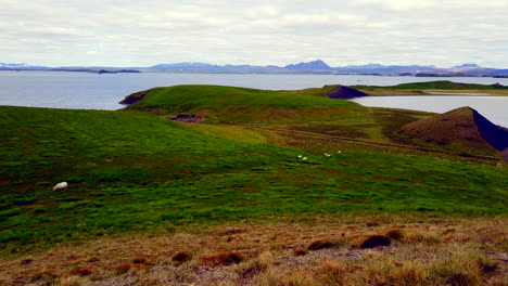 beautiful icelandic midge lake pan wide with grazing sheep and volcanic psuedo-craters 4k prorezhq