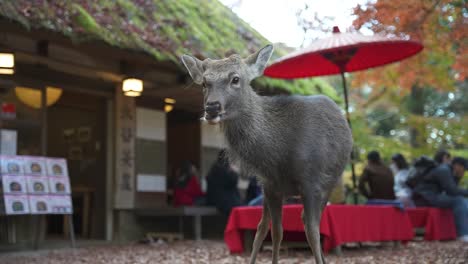 Autumn-in-Nara-Japan,-Deer-standing-near-Cafe-in-Slow-Motion