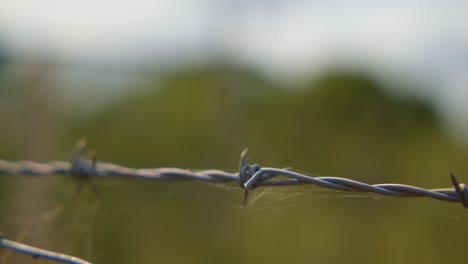 barbwire on a farm with cobweb closeup