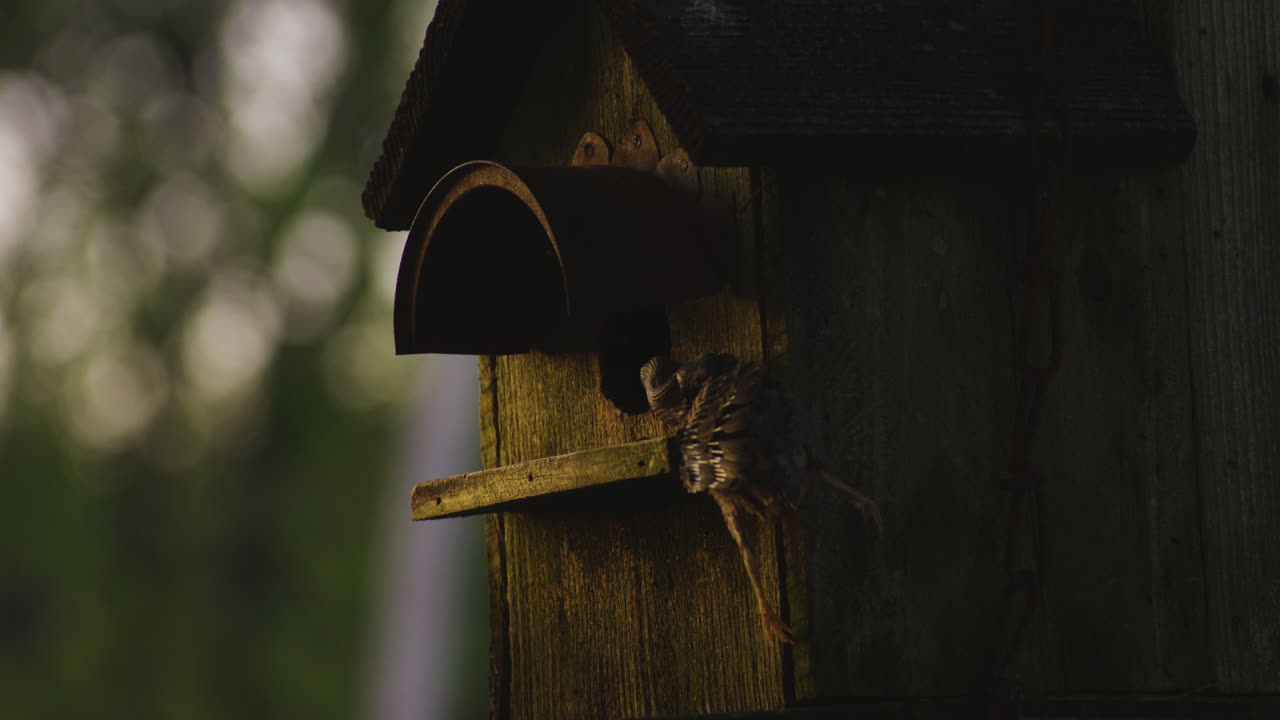 Lifeless Bird Attacked By Hunting Snake In The Birdhouse