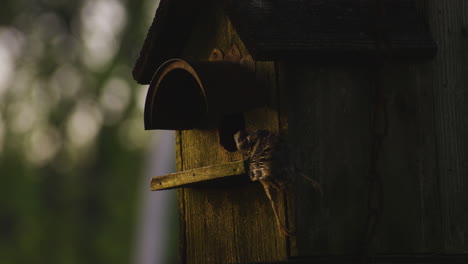 Lebloser-Vogel,-Der-Im-Vogelhaus-Von-Einer-Jagdschlange-Angegriffen-Wird