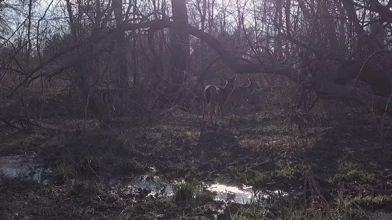 Ripresa di inseguimento di un cervo in un'area boschiva