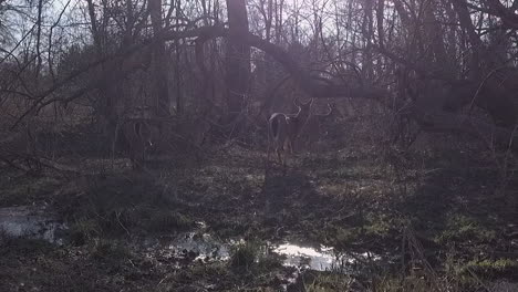following shot of deer in forest area