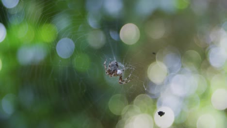 close up shot of an orb weaver spiders wrapping its to save for another time