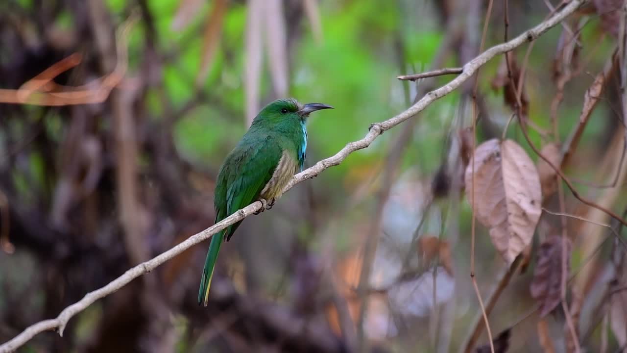 el abejaruco de barba azul se encuentra en la península de malaya, incluida tailandia, en claros de bosques particulares