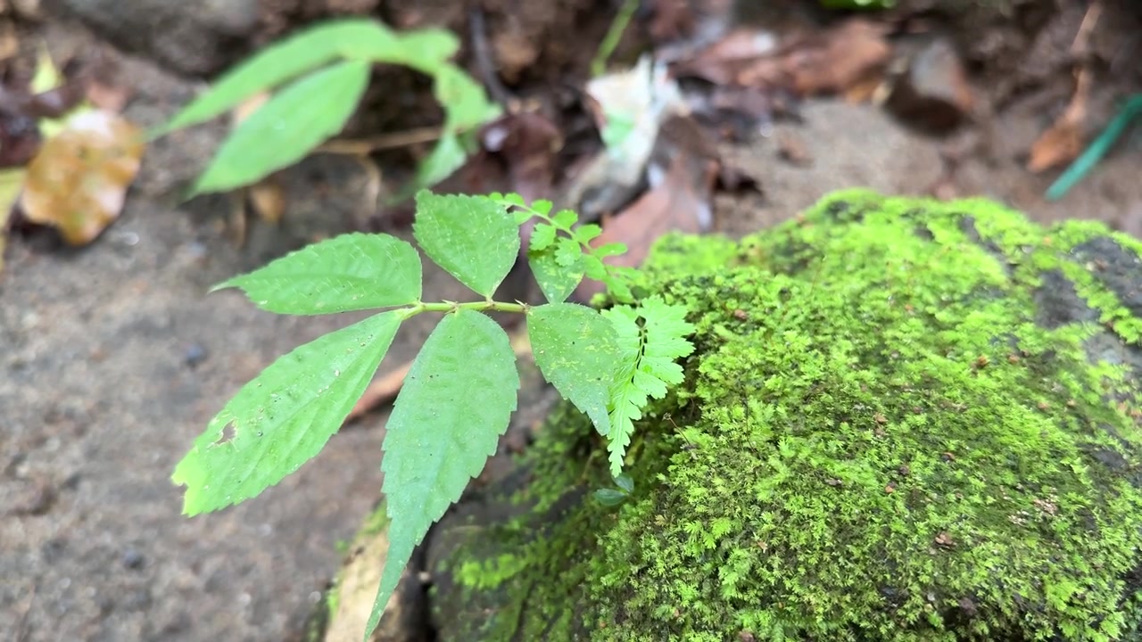 森の中の苔むした岩に生える小さな緑の植物