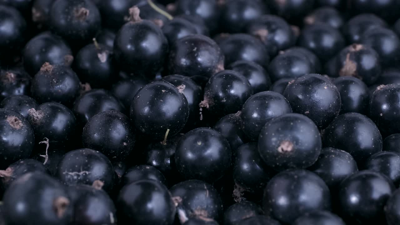 detalle de la grosella negra fresca. toma de macro camiones. la cámara se mueve hacia los lados a la diagonal. enfoque suave, de cerca. grosella negra o grosella negra (ríbes nígrum)