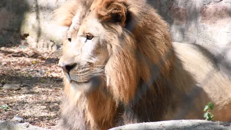 large male lion sitting and posing for visitors in the zoo