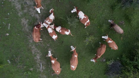 herd of brown cows aerial drone