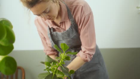 hembra jardinera desarraigando la planta clusia rosea