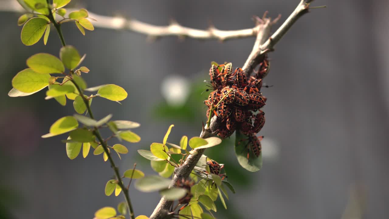 Cluster of red and black insects gathers on a branch, illuminated by sunlight against soft background