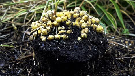 Nice-shot-of-fresh-harvested-ginger-out-the-pot-with-dirt-still-on-it-small-bug-running-across