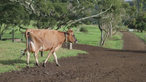 sola vaca en una granja