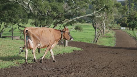 single cow on a farm