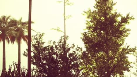 tropical-palms-and-grass-at-sunny-day