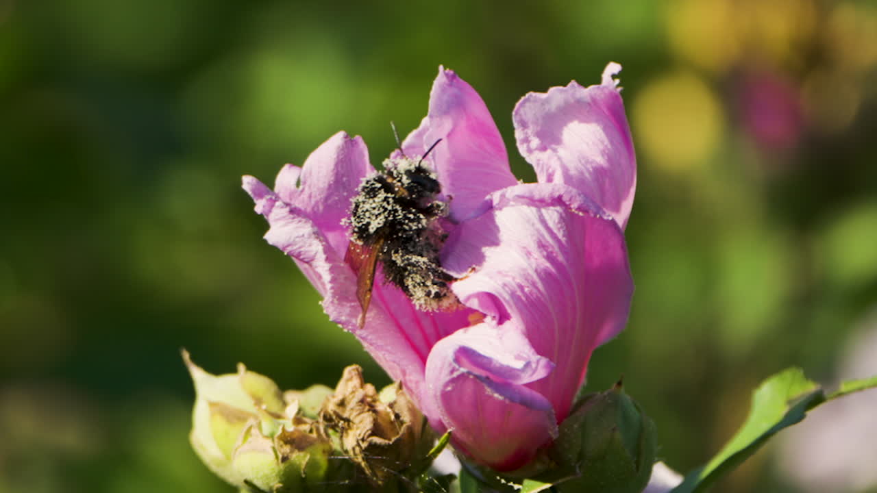 el abejorro lleno de polen se arrastra sobre los pétalos de las flores púrpuras del hibisco común y vuela lejos - primer plano