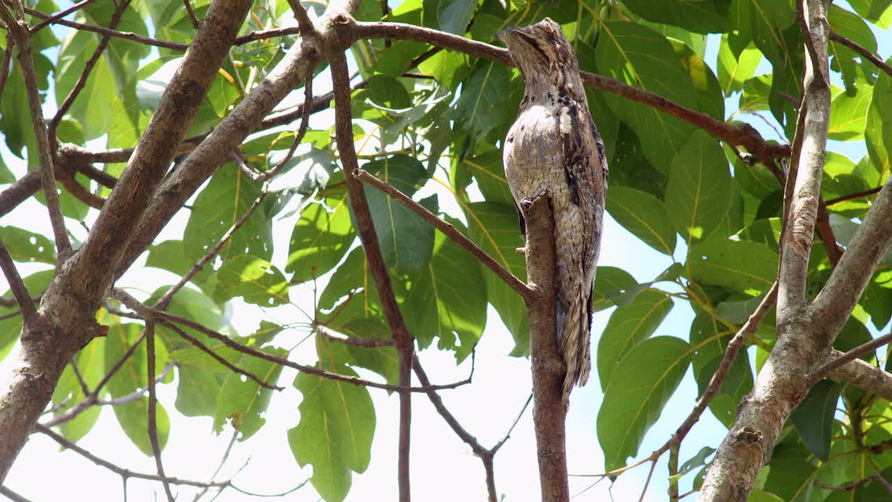 비밀스러운 숨겨진 일반 포토우 밤새 열대우림 정글에서 잠을 자고