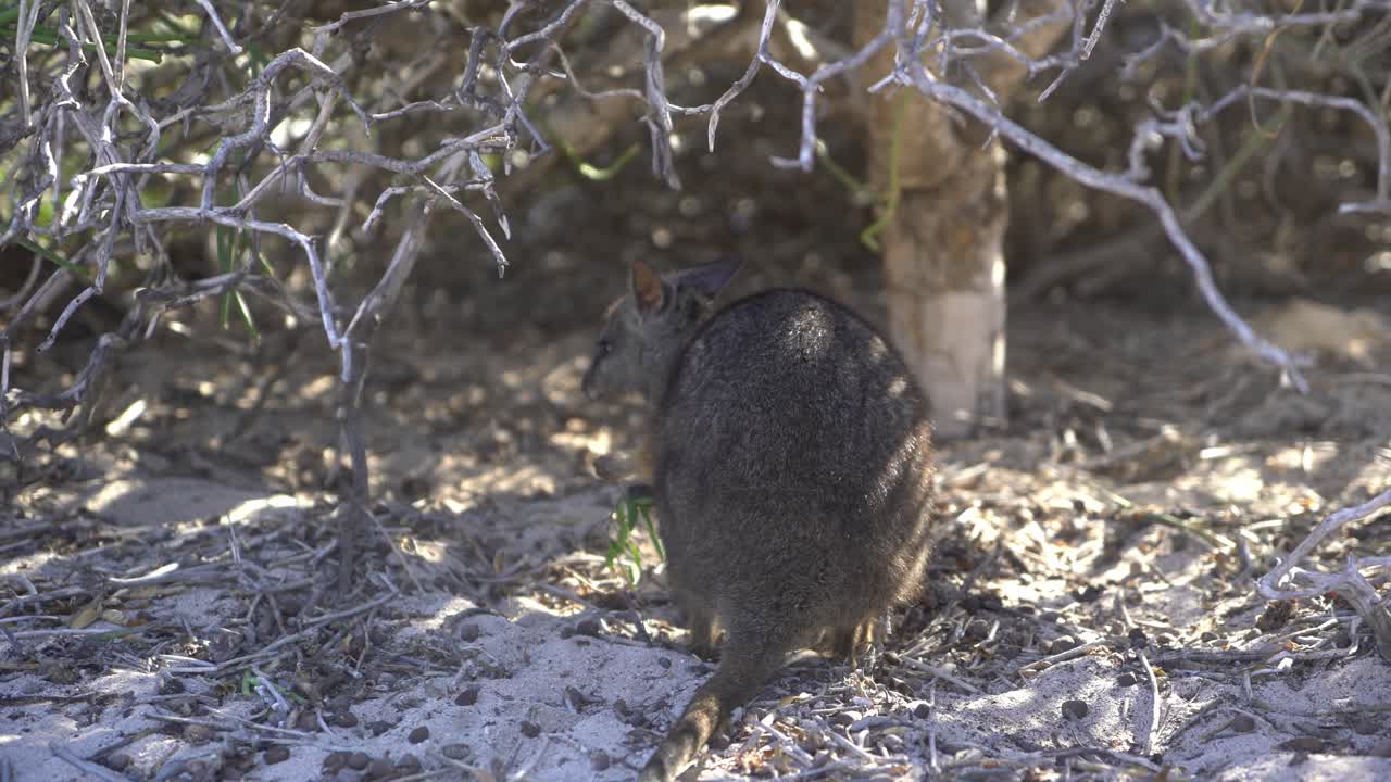 wallaby bebé australiano comiendo hojas bajo un arbusto