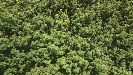 aerial descending drone shot of rubber plantation top-down view