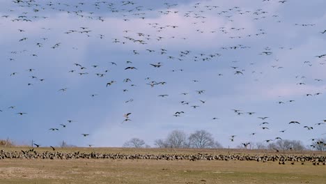 Große-Gänseschwärme-Tausende-Von-Vögeln-Landen-Auf-Wanderungswiesen