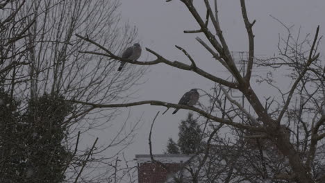 Two-Pigeons-Resting-On-Tree-Branch-Outside-In-Garden-Snowing