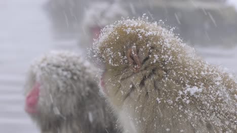 Ein-Affenbaby,-Das-Im-Schnee-Steht