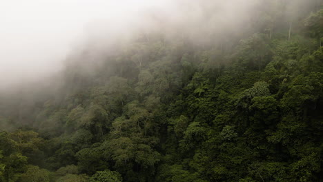 vista aérea del bosque tropical nublado en bali, indonesia - disparo de drones