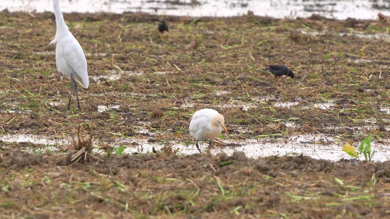 fotografía de cerca de una gran garza de pie en las tierras de cultivo agrícola, vadeando y buscando cultivos caídos y presas de insectos en los campos de arroz cosechados