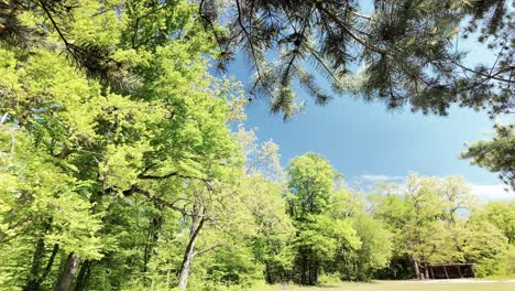 Erholsame-Gegend-In-Ruhiger-Ländlicher-Waldlage-An-Einem-Schönen-Sonnigen-Tag