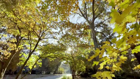 hojas de otoño, hojas de otoño y color en la calle de la ciudad