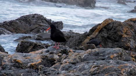 Aves-Zancudas-De-Ostrero-Con-Picos-Largos-De-Color-Rojo-Anaranjado-En-La-Costa-Rocosa-De-Nueva-Zelanda