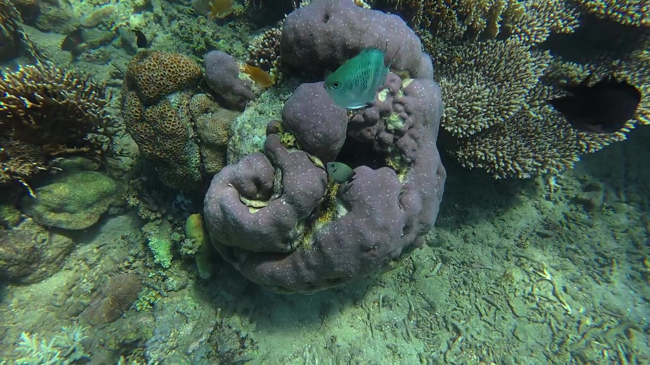 Piccoli pesci tropicali che nuotano intorno alla barriera corallina sott'acqua.