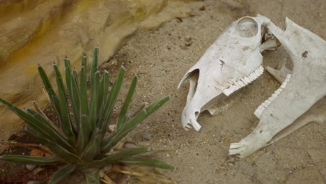 Pferdeschädel-In-Der-Wüste,-Der-Auf-Sand-Liegt