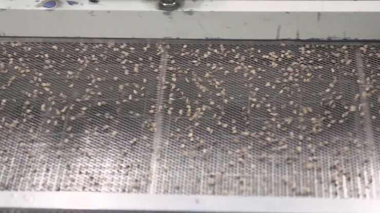 Seed Divider Shaking in Slow Motion to Divide Smallest Seeds from Larger Ones, Top View Medium