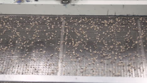 seed divider shaking in slow motion to divide smallest seeds from larger ones, top view medium