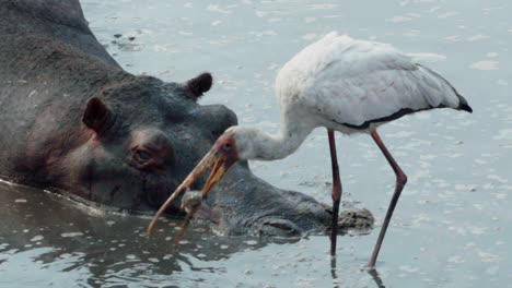 gelbschnabelstorch, der versucht, einen ganzen wels in einem schlammigen teich in afrika zu verschlingen