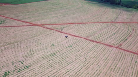 Tractor-walking-through-sugar-cane-plantation,-plants-beginning-to-spring,-well-groomed-and-fertilized-land