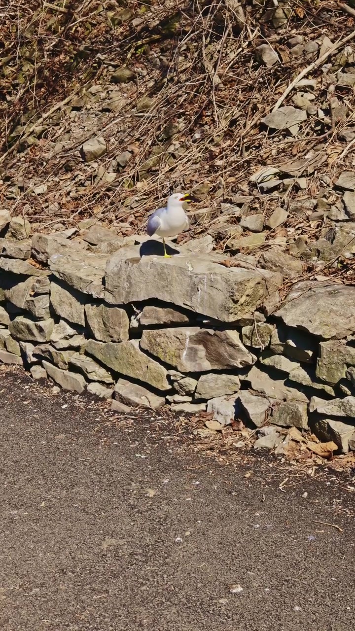 Seagull standing on stone wall beside road during sunny day
