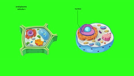 animation illustrating the structural differences between animal and plant cells with labeled organelles