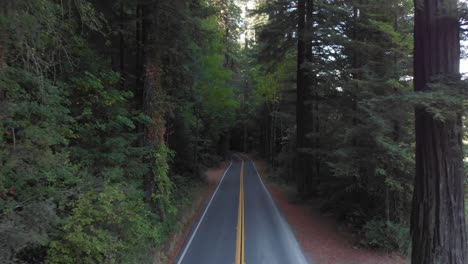 backward aerial over the road in the avenue of giants, redwood forest area in california