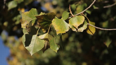 autumn leaves on a branch