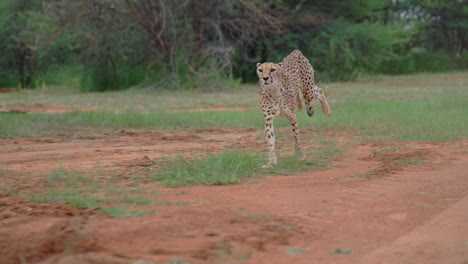 cheetah in african savanna