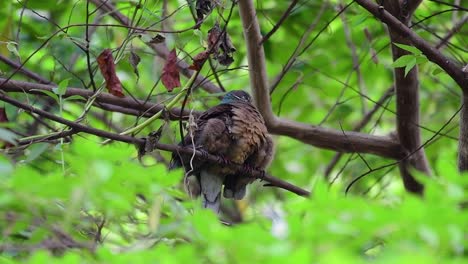 Diese-Kurzschnabelige-Braune-Taube-Mit-Ihren-Jungen-Vögeln-Ist-Ein-Endemischer-Vogel,-Der-Auf-Den-Philippinen-Und-Besonders-In-Mindanao-Vorkommt,-Wo-Er-Als-Weit-Verbreitet-Gilt