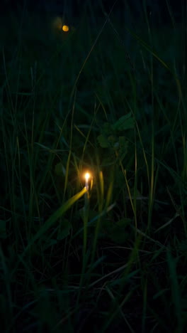 fireflies in the grass at night