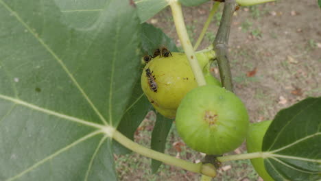 Las-Abejas-Y-Una-Avispa-Chupan-El-Néctar-De-Un-Higo-Amarillo.