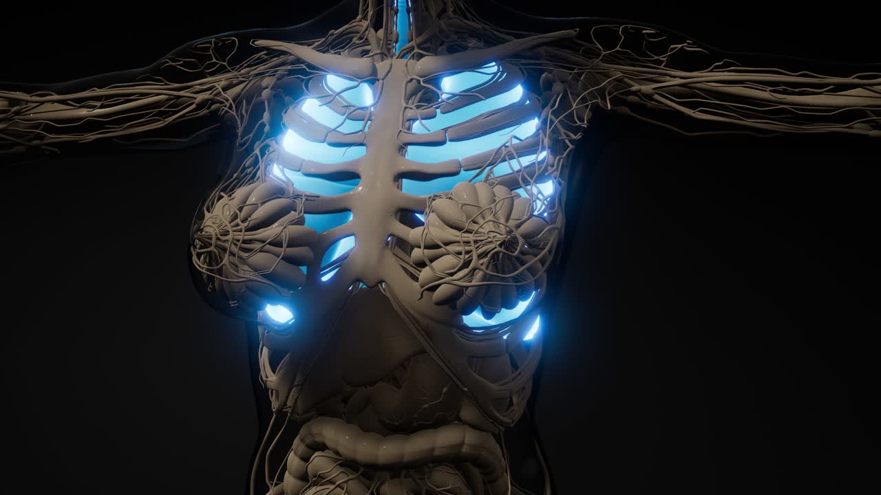 examen radiológico de los pulmones humanos