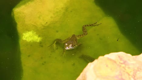 video estático de una rana verde juvenil en una roca y se aleja nadando