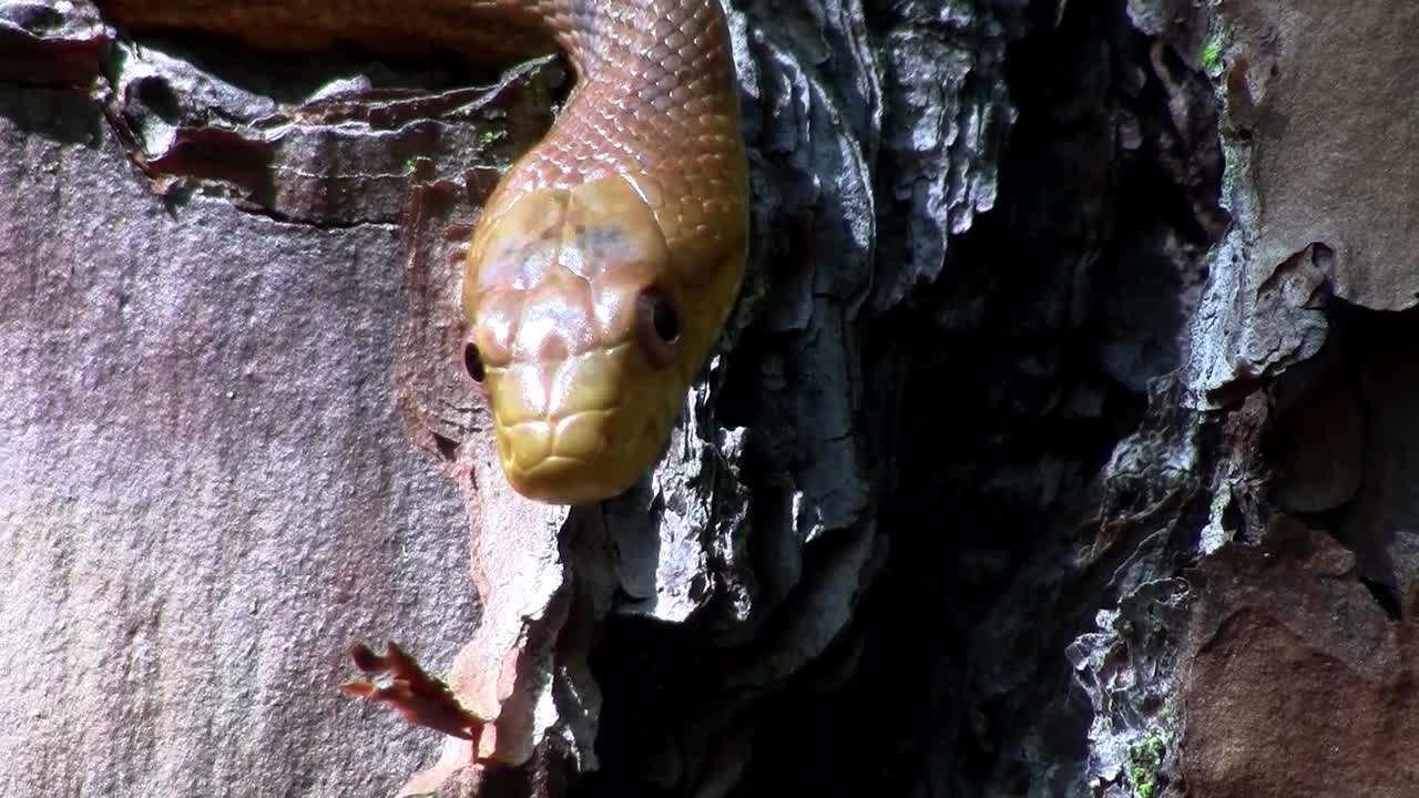 A yellow rat snake slithers through a tree in the Florida Everglades 3
