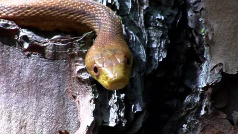 a yellow rat snake slithers through a tree in the florida everglades 3